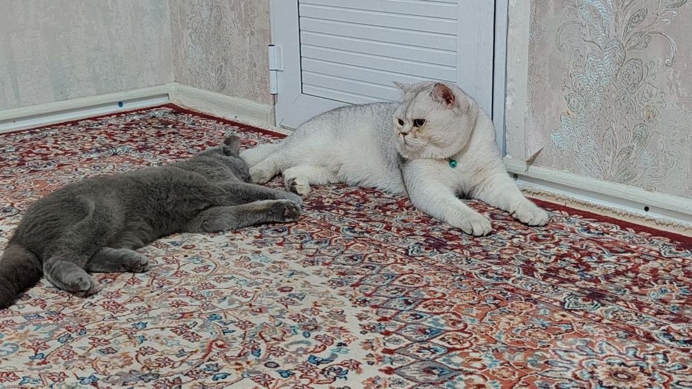 Продам котиков.4 штук.3 мальчика и одна девочка.