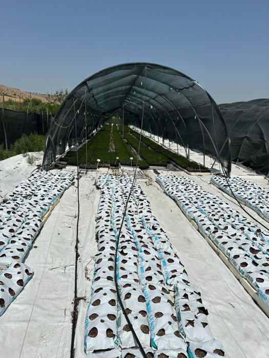 Чували Хидропоника