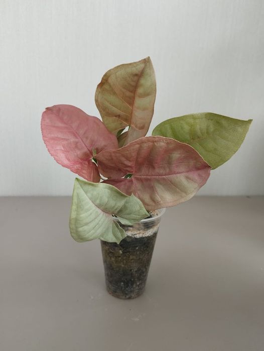 Сингониум Neon Robusta