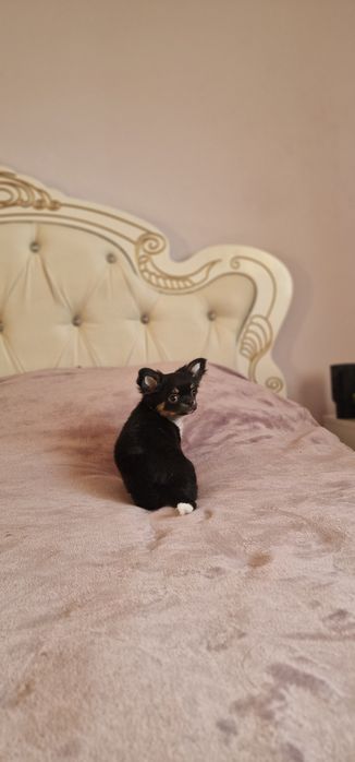 Продам щенков Чихуахуа