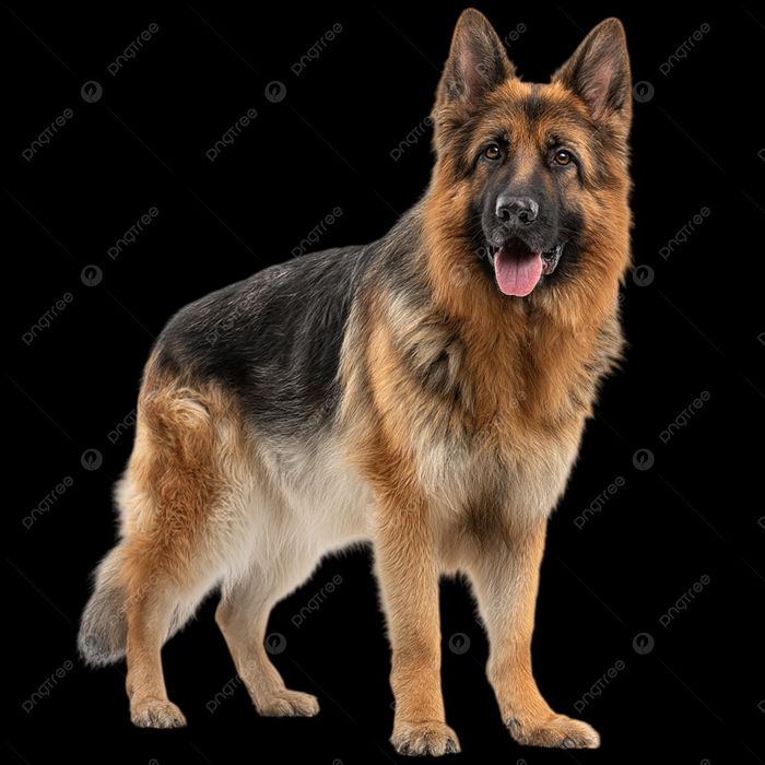 Овчарка немецкая