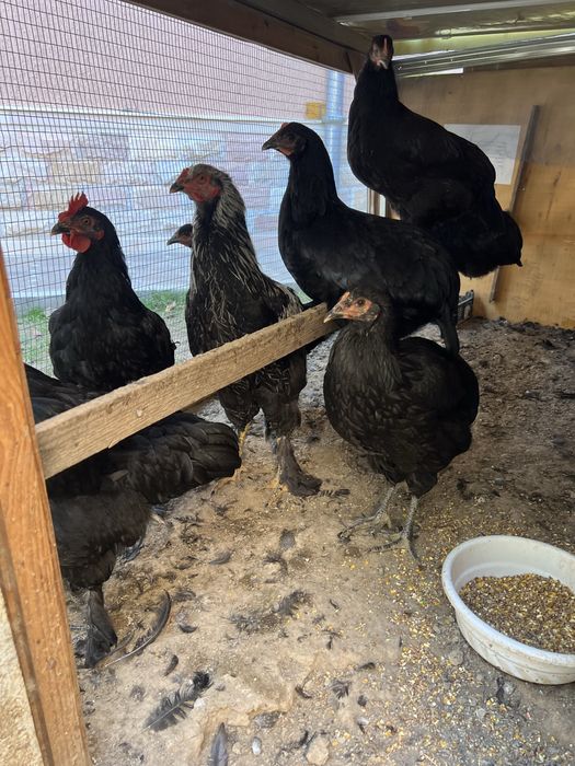 Tovuqlar v 2 ta xoroz juda chiroyli