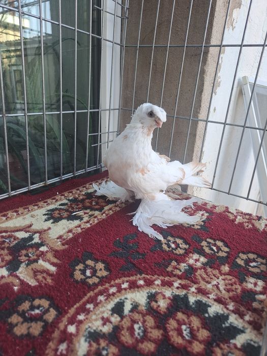 Голубка гульбдам