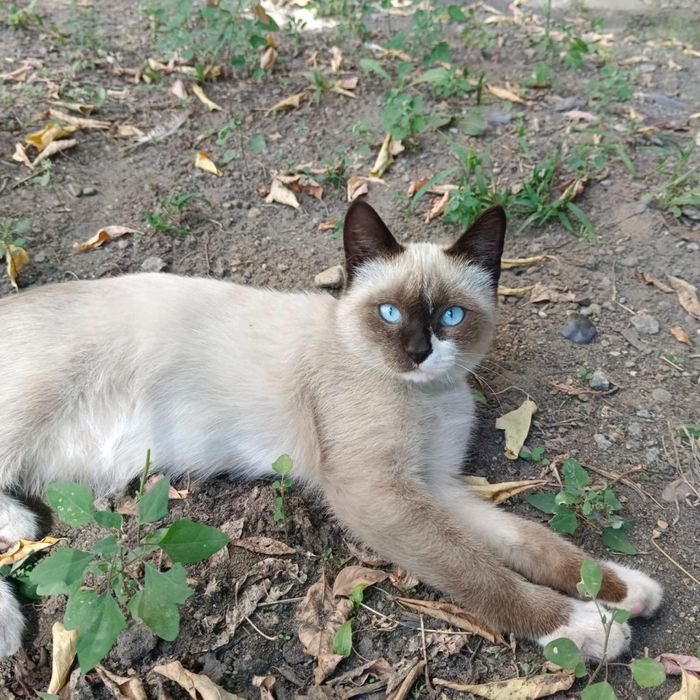Отдам сиамскую кошу