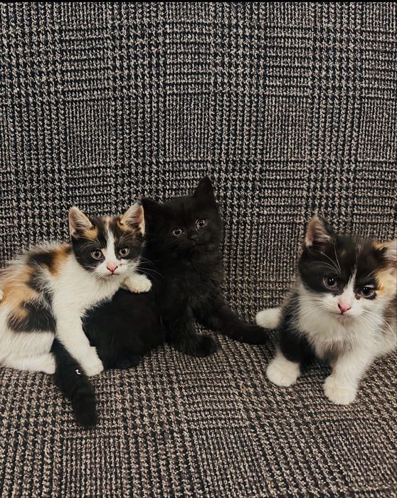 Отдам котят в добрые руки
