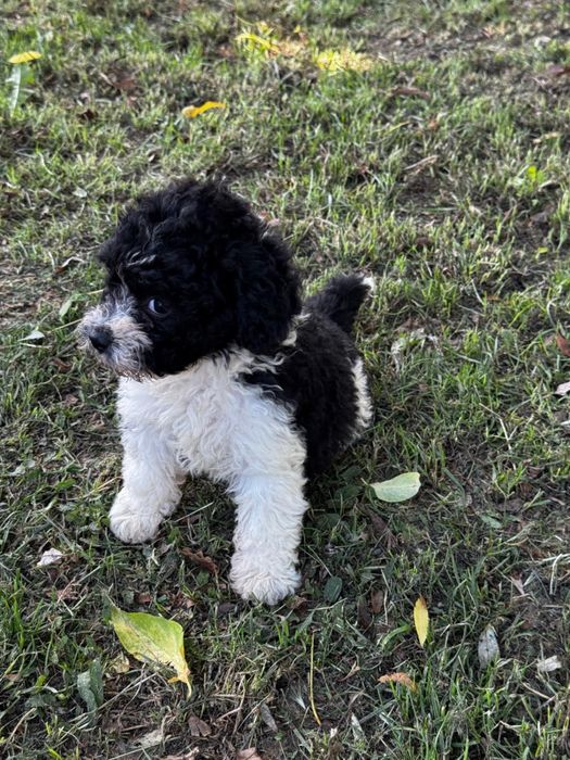 Caine Bichon malteze