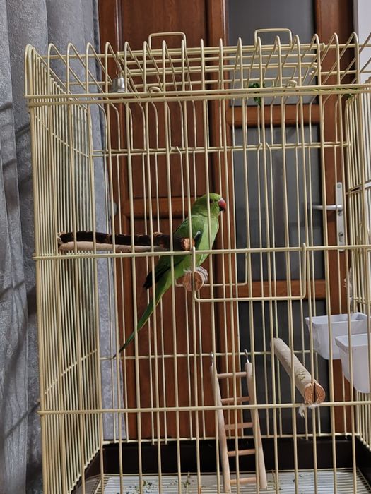 Papagal Micul Alexandru/Alexander