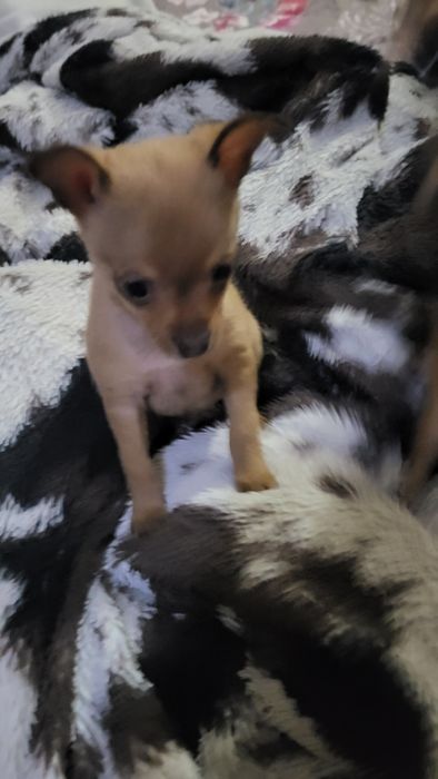 Щенки той терьера