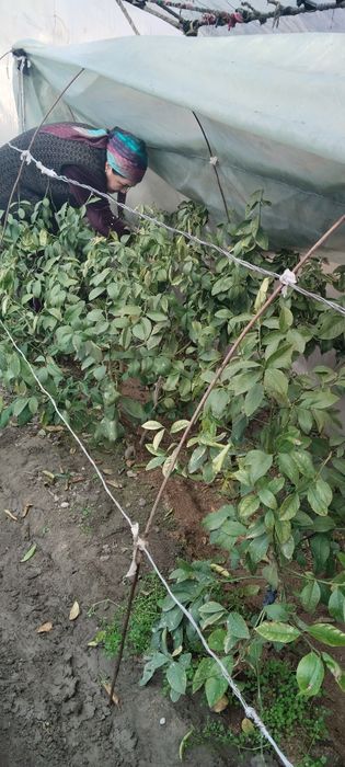 Лимон  кучатлари сотилади