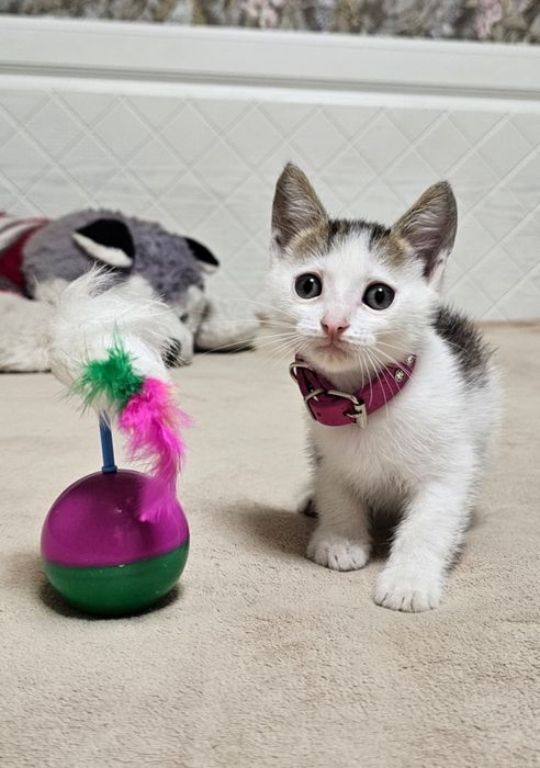 Котёнок мальчик в добрые руки