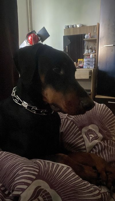 Pet sitter (CAZARE) | Experiență reală + recomandări | Grijă reală, fără stres