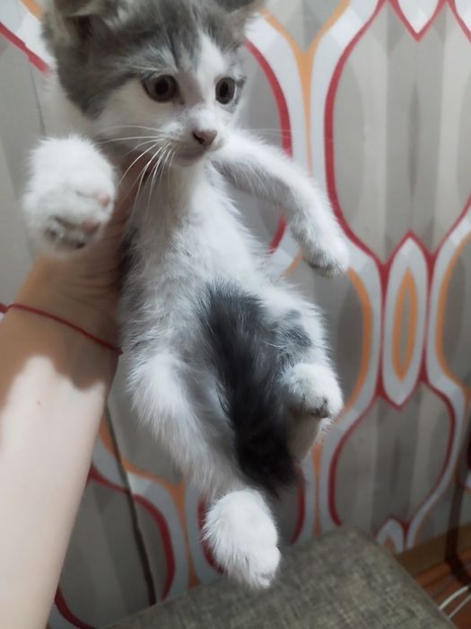 Отдам котят в хорошие руки , мальчи