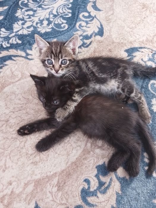 Отдам котят в добрые руки