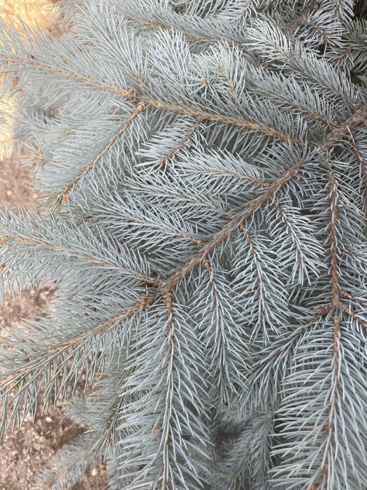 Ель голубая высота +4м