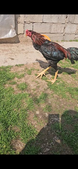 Бойцовы кораз дакан петух шоже