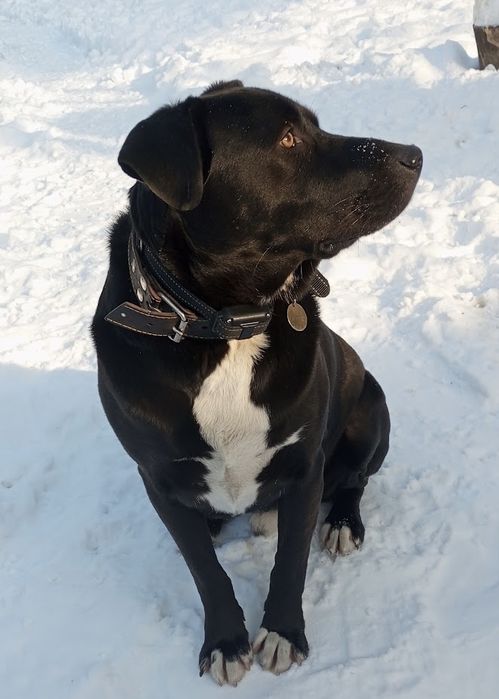 Умнейший пёс ищет дом!