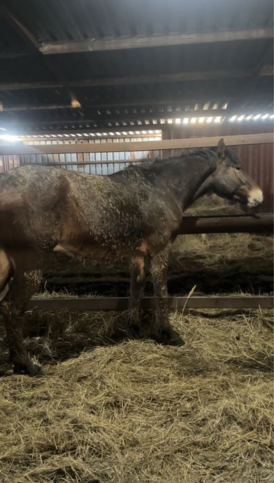 Айгыр алтайский 4 жасар