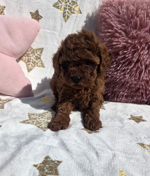 Запазена ! Мини пудел момиче с родословие над пет поколения