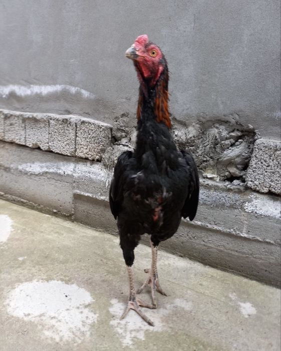 Dakan xoroz sotiladi