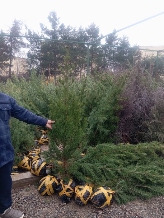 Продаётся ёлки сосна