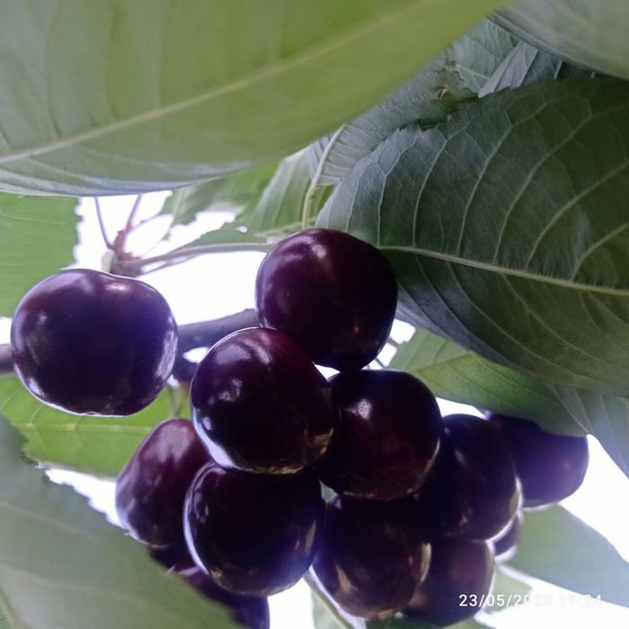 Mevali daraxt ko'chatlari sotiladi