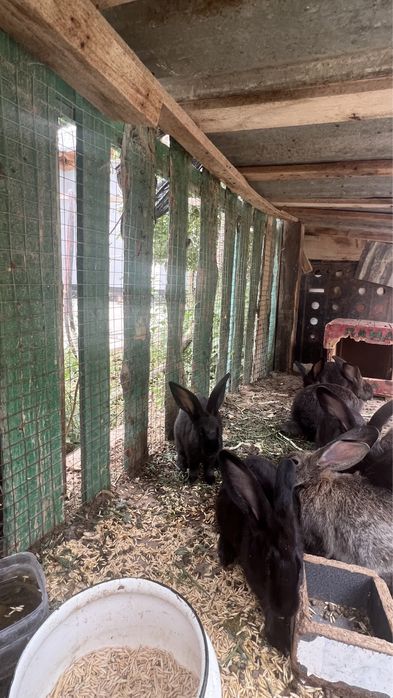 Кояндар сатылады 6000