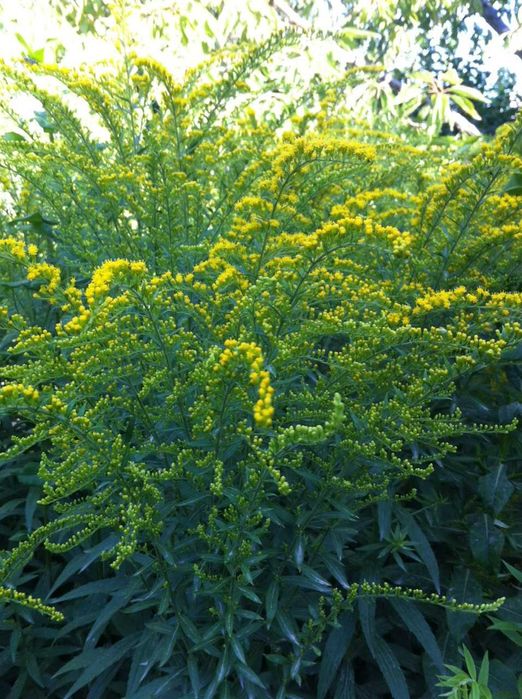 сортовая солидага - золотарник медонос с лимонно желтыми соцветиями