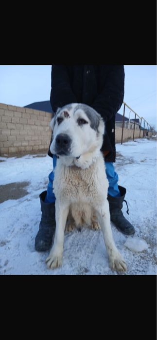 Сатылады!!! Төбет