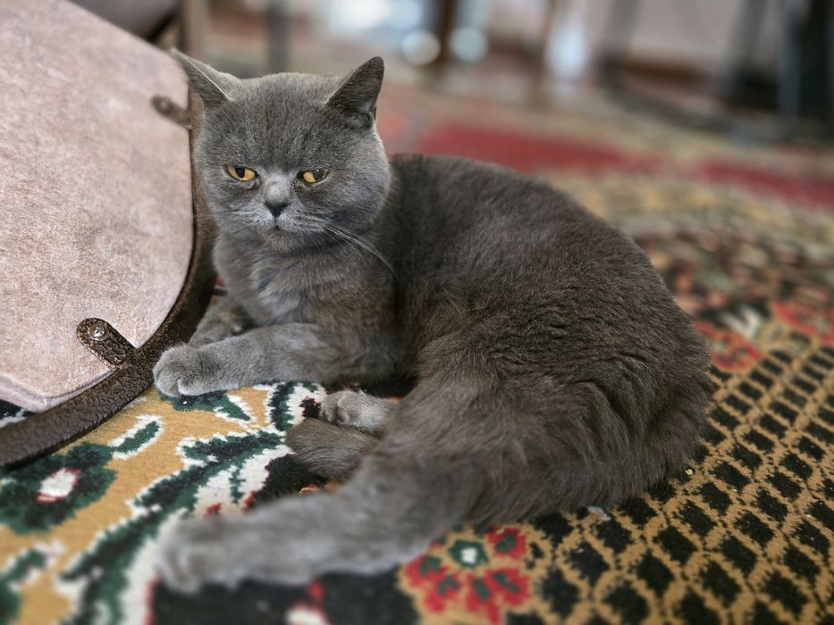 Продаётся кошка British Shorthair