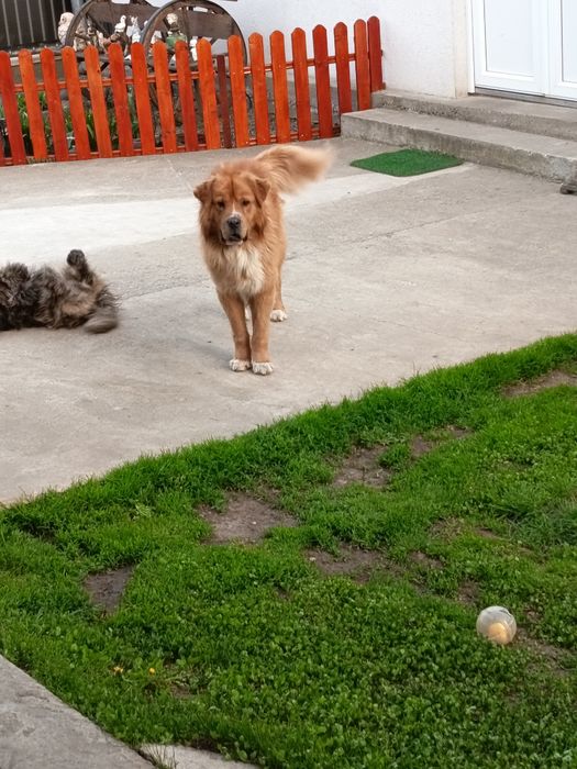 Donez câine foarte cuminte și prietenos cu oamenii nu este agresiv