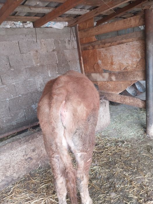 Vând vitea angus de un an