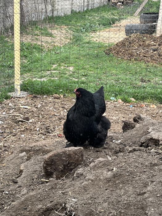 Брама тауықтары