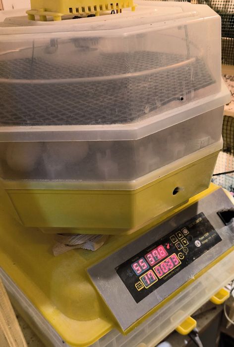 20 Pui rasa mixta, vârstă 3 zile