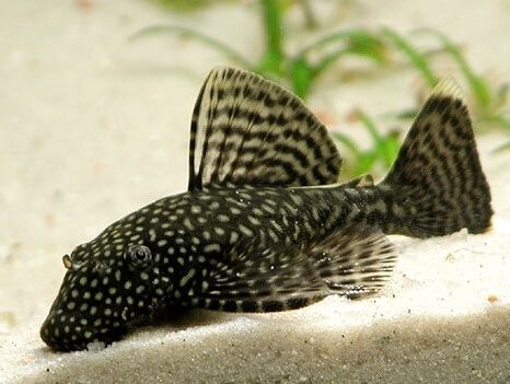 Сомики  аквариумные