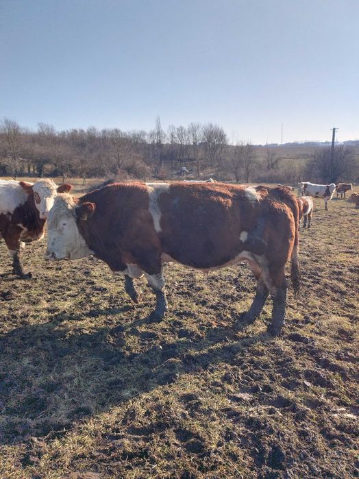 Taur Baltata Ungurească