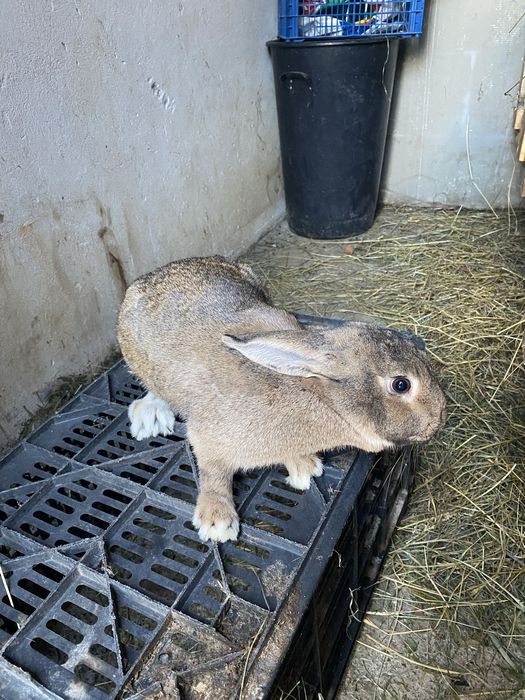 Vand doua femele tinere