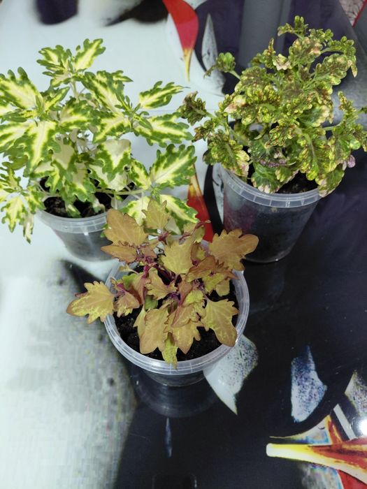 Продам цветы ...