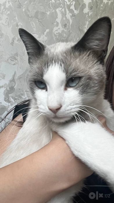 Snowshoe mushuk 1yarim yosh ogil bola