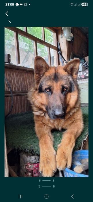 Продам щенков немецкой овчарки