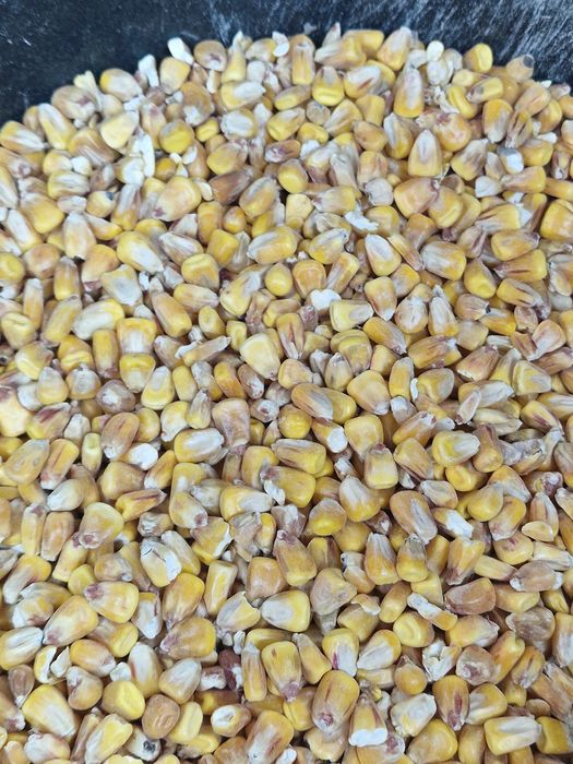 Зерно - Кукурузы