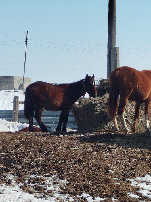 Жылкы 1 жылдык .