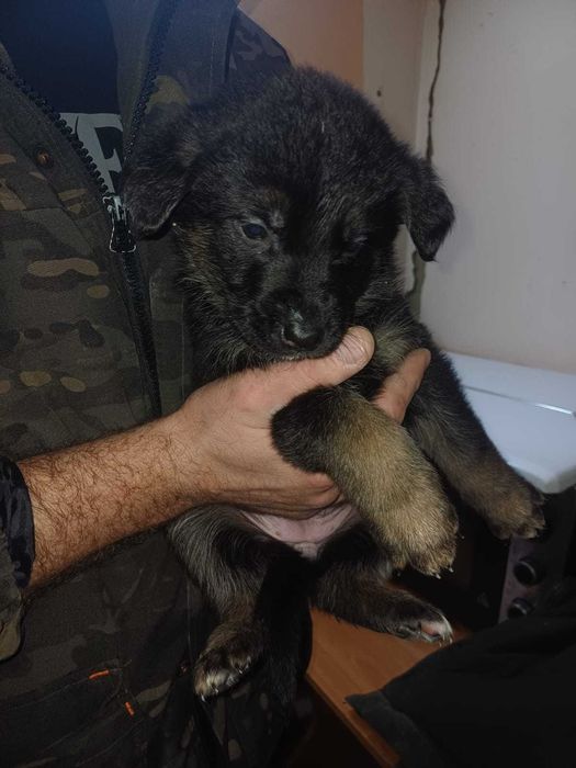 Щенки немецкой овчарки