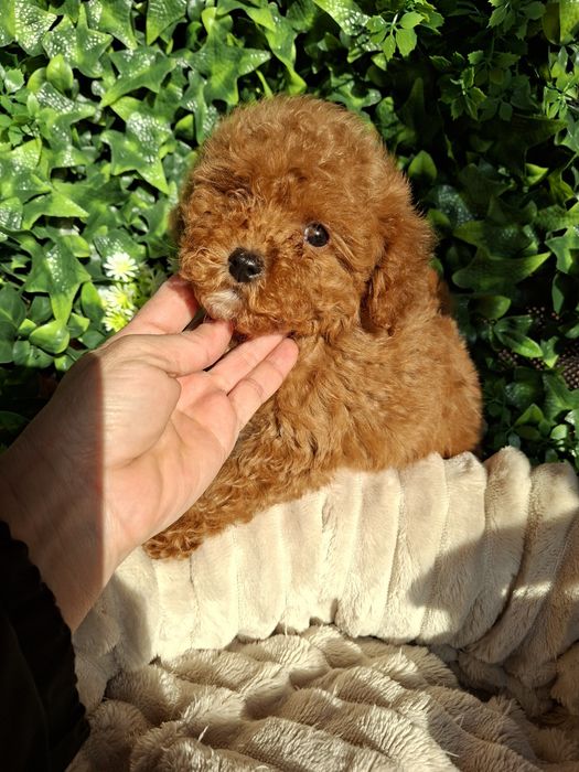 Резервирано.!Пудел  Мини Момиченце  с  Родословие