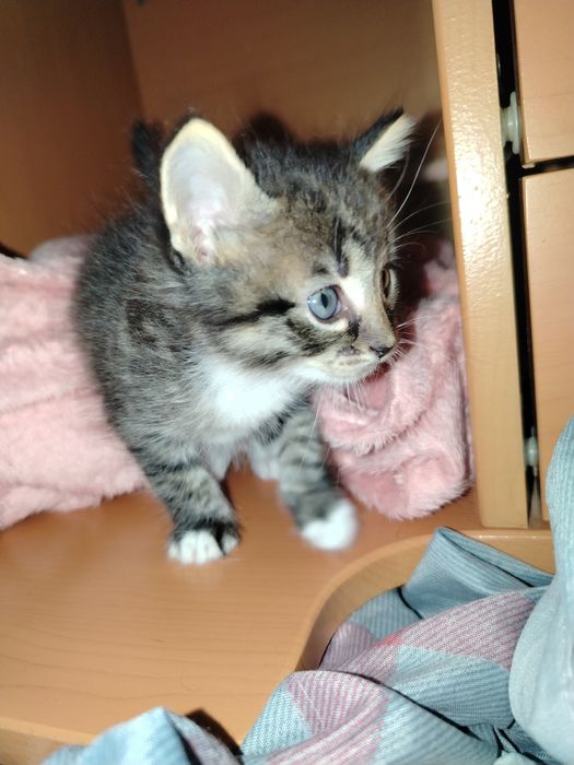 3 котёнка ищут добрые руки