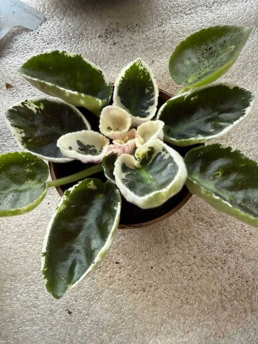 Продам сортовую фиалку