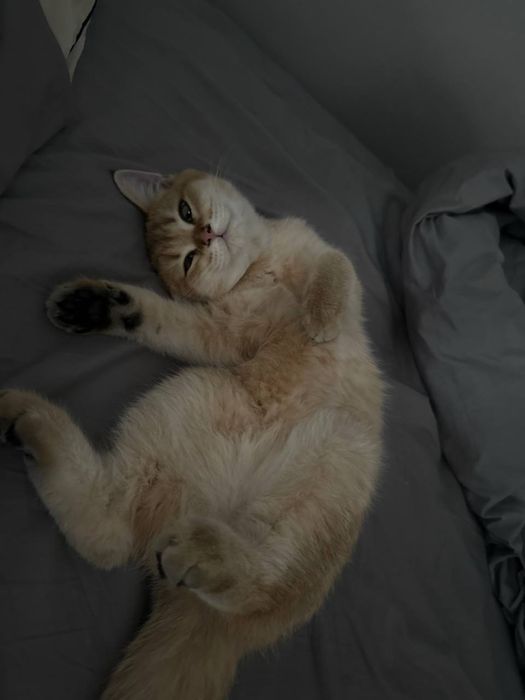 Вязка Золотая Шиншилла