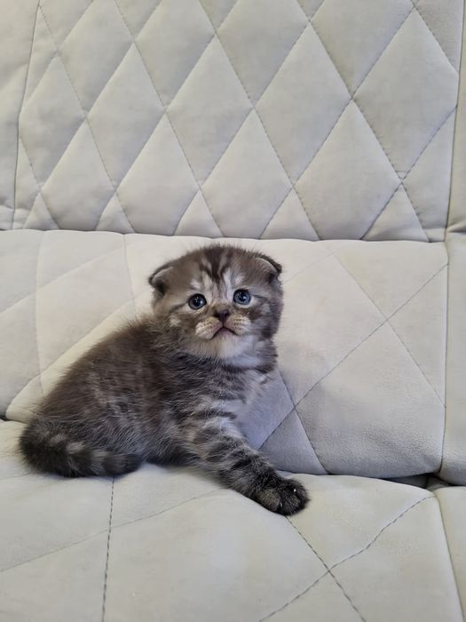 Шотландские Нежные Плюшки .