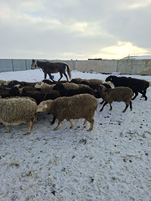 Продам баранов с откорма.овцы