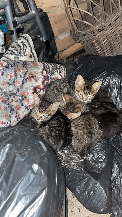 4 pisoi de adoptat