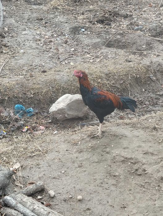 Dakan xoʻroz joʻja sotiladi